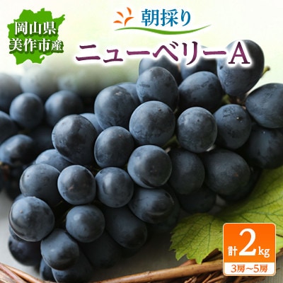朝採りニューベリーA　2kg(3房～5房)