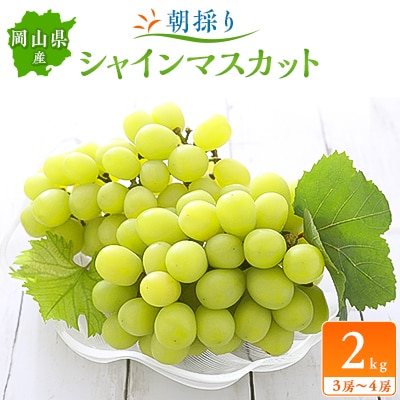 【2025年先行受付】朝採りシャインマスカット2kg(3房～4房)