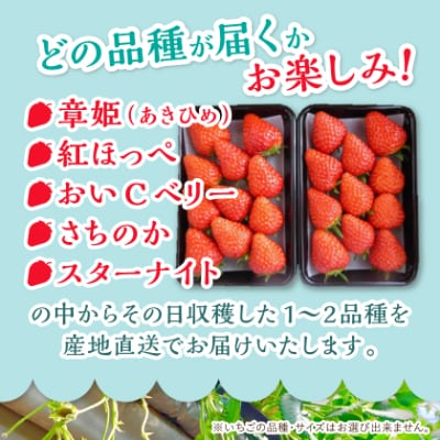 【2026年4月より順次発送】岡山県美作市産　いちご詰合せ(約280g×2パック)