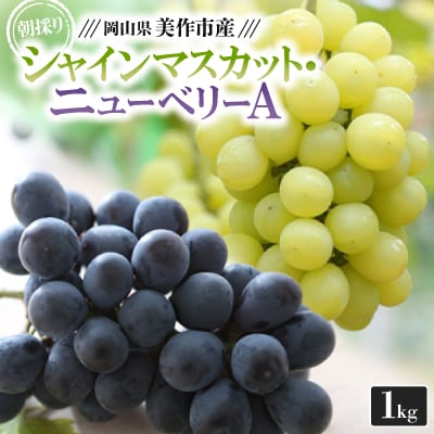 朝採りシャインマスカット・ニューベリーA　1kg(1房ずつ)