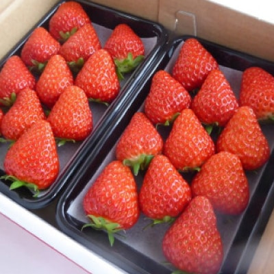 【2025年4月発送開始】岡山県美作市産　おいCベリー(約280g×2パック)