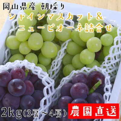 朝採りシャインマスカット&ニューピオーネ　計2kg