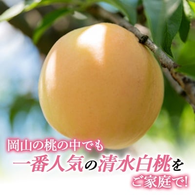 2026年先行予約　ご家庭用 岡山 清水白桃2kg(6玉～9玉)