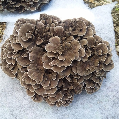 山形県産 天然舞茸3.4kg マイタケ まいたけ きのこ キノコ 茸 27