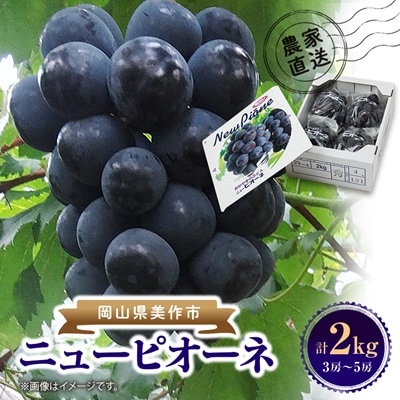 【2026年先行受付】ニューピオーネ　2kg(3房～5房)