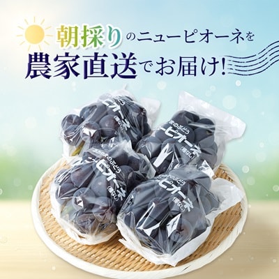 【2026年先行受付】ニューピオーネ　2kg(3房～5房)