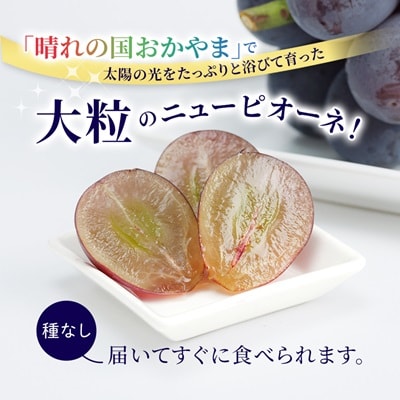 【2026年先行受付】ニューピオーネ　2kg(3房～5房)