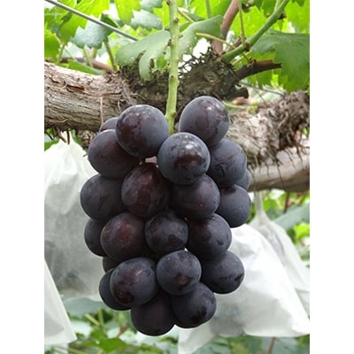 8月上旬出荷　ハウスピオーネ　2kg(3房～5房入り)