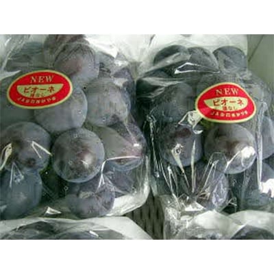 8月上旬出荷　ハウスピオーネ　2kg(3房～5房入り)