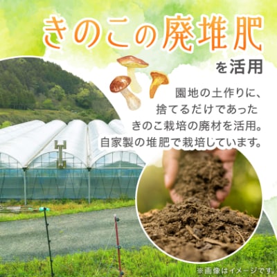 【2025年先行受付】岡山県美作市産　シャインマスカット　1房(700g以上)