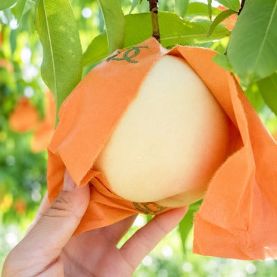 【先行予約】岡山の白桃・約2kg(5～9玉)7月下旬頃から9月上旬頃順次発送予定
