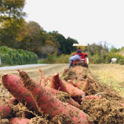 【畑から直送】さつまいも食べ比べセット(安納芋、紅はるか)　各1kg