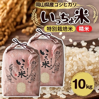 コシヒカリ　いっちょ米(5kg×2袋)