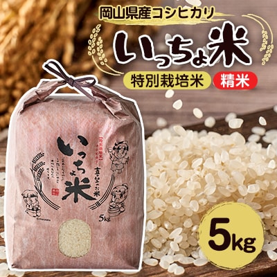 コシヒカリ　いっちょ米(5kg×1袋)