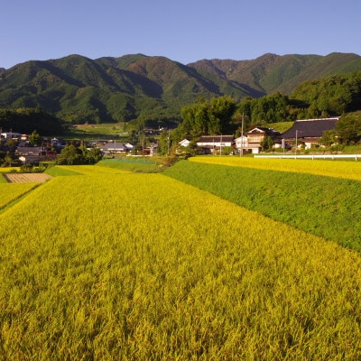 美作アルプス　後山の棚田米ひめのもち(精米)1.5kg×2袋
