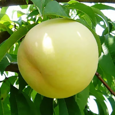 2026年先行予約　岡山白桃(ご家庭用)1.2キロ(1箱4～6玉)