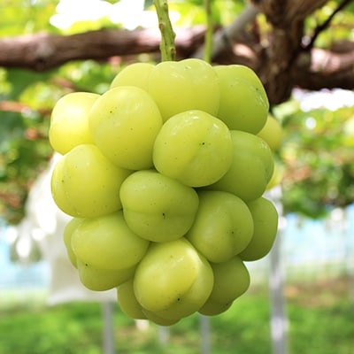 2026年先行予約　雄宝　1房　1キロ