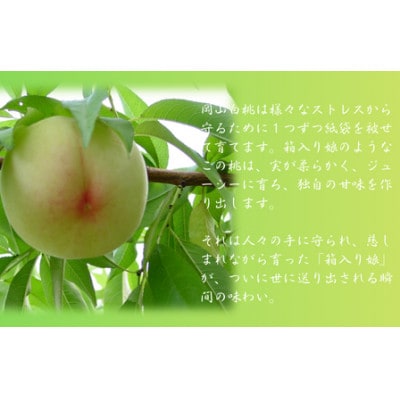 岡山白桃食べ比べ　晩生2種2玉