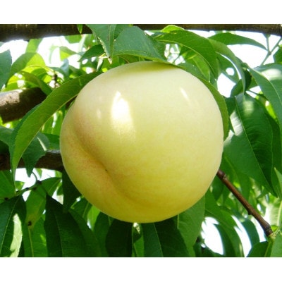 岡山白桃食べ比べ　晩生種2種5～6玉