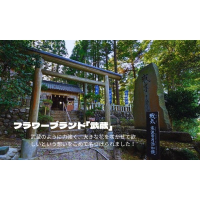 武蔵　春凄草宿根草セット(はるすごそう　しゅっこんそう)