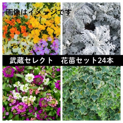武蔵セレクト　初冬の花苗セット24ポット