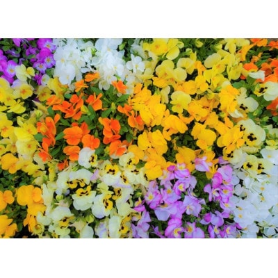 武蔵セレクト　初冬の花苗セット24ポット