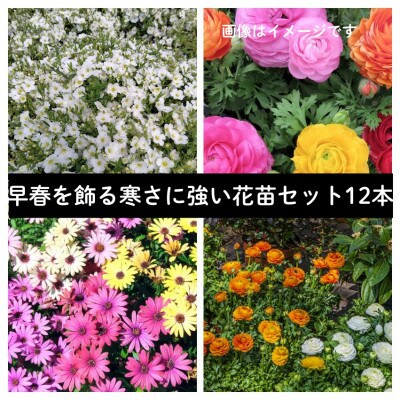 早春を飾る花苗セット【3月発送】12ポット
