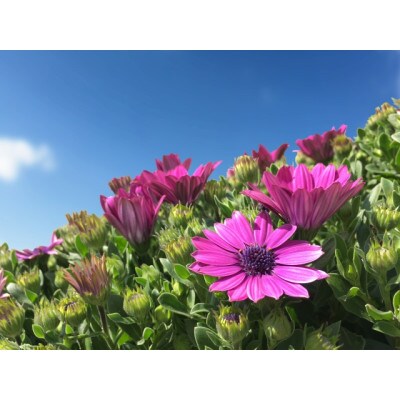 早春を飾る花苗セット【3月発送】12ポット