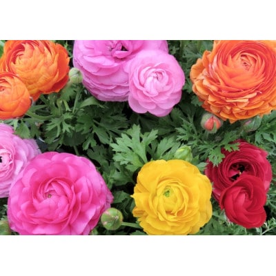早春を飾る花苗セット【3月発送】12ポット