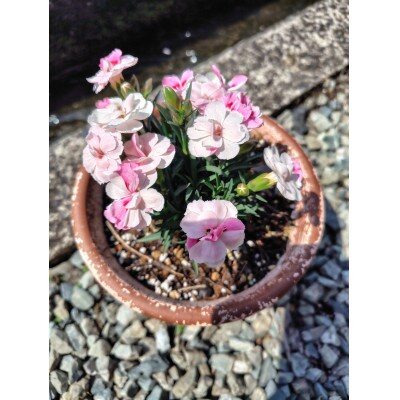 カーネーションを使った寄せ植えブリキ鉢