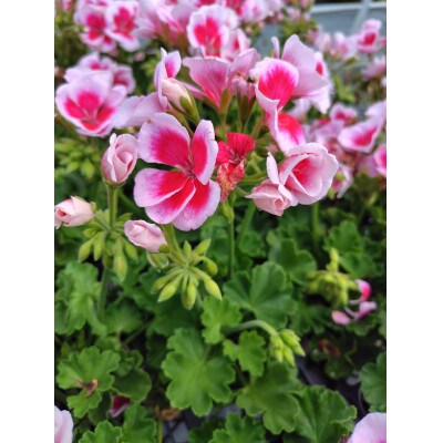 カーネーションを使った寄せ植えブリキ鉢