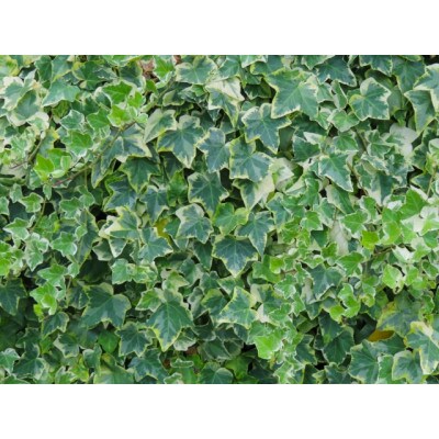 カーネーションを使った寄せ植えブリキ鉢