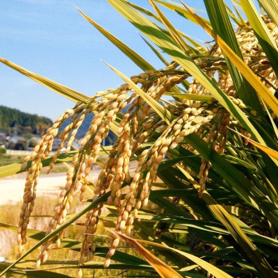 【令和7年産】岡山県産米 食べ比べ(きぬむすめ5kg+にこまる5kg=合計10kgセット)