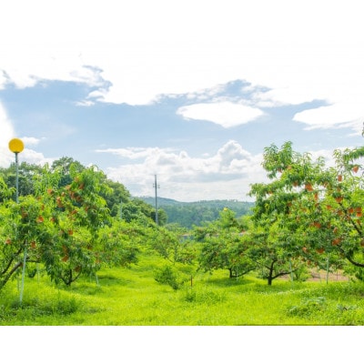 【先行予約★2026年8月上旬より順次発送予定】岡山県産　白麗(2kg箱)