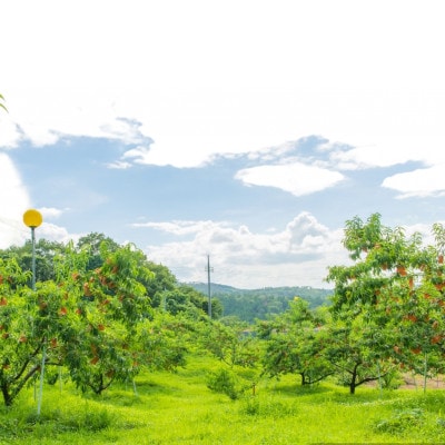 【先行予約★2026年9月中旬より順次発送予定】岡山県産　黄金桃(2kg箱)