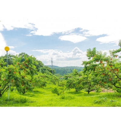 【2026年7月中旬より順次発送予定】岡山の桃　品種おまかせ　2kg箱(約6～9玉入り)