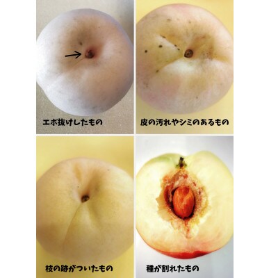 【2026年7月中旬より順次発送予定】岡山の桃　品種おまかせ『訳あり桃』　2kg箱(約6～9玉入り)