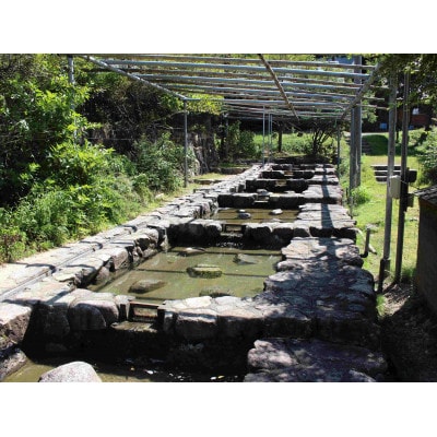 川魚のつかみどり体験