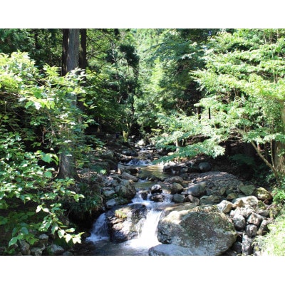 渓流釣り体験【大人1名入場券】