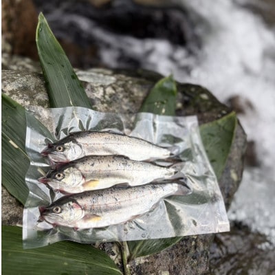 渓流の女王　アマゴ(冷凍12尾入り)