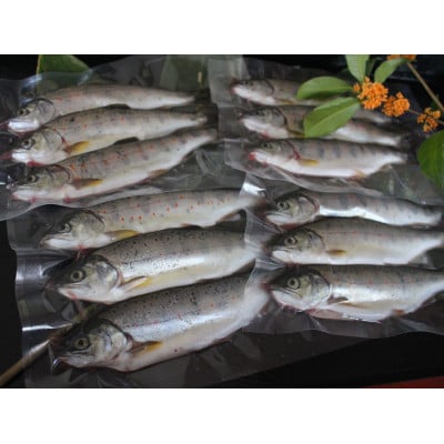 渓流の女王　アマゴ(冷凍12尾入り)