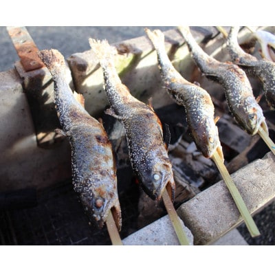 渓流の女王　アマゴ(冷凍12尾入り)