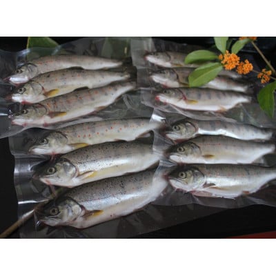 渓流の女王　アマゴ(冷凍24尾入り)