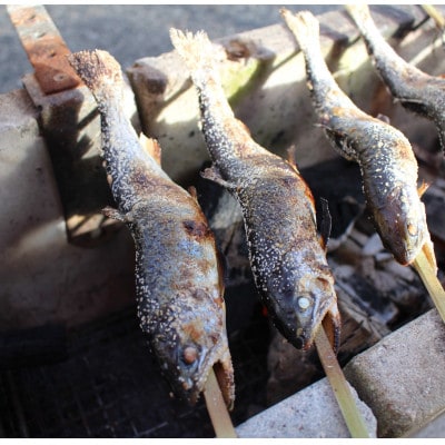 渓流の女王　アマゴ(冷凍24尾入り)