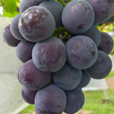 甘味と酸味が絶妙なバランスの大粒で濃い紫のピオーネ