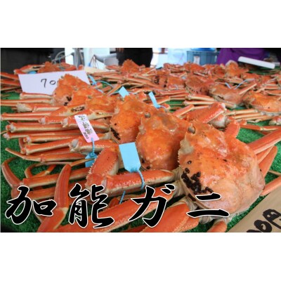 【1月より順次発送】加能ガニ(800g前後) 1杯
