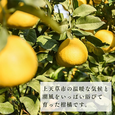 パール柑(11～13玉)【3月上旬から順次発送】