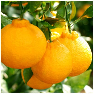 パール柑と不知火の詰合せ