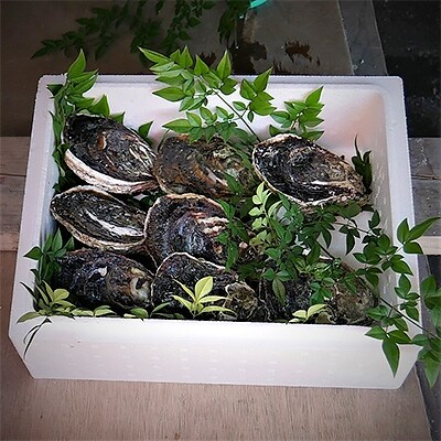 岩牡蠣セット250g前後×8個前後(加熱用)【8月発送】