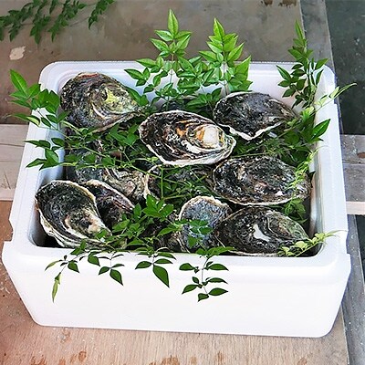 岩牡蠣セット250g前後×26個前後(加熱用)【8月発送】